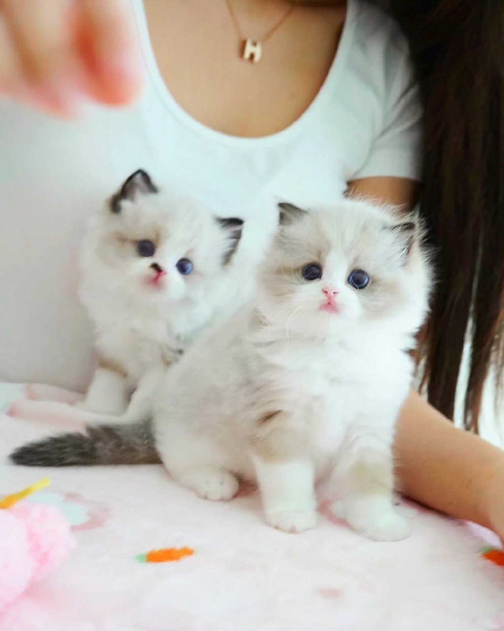 Munchkin kittens Reviews Galveston Texas - Customer Testimonials